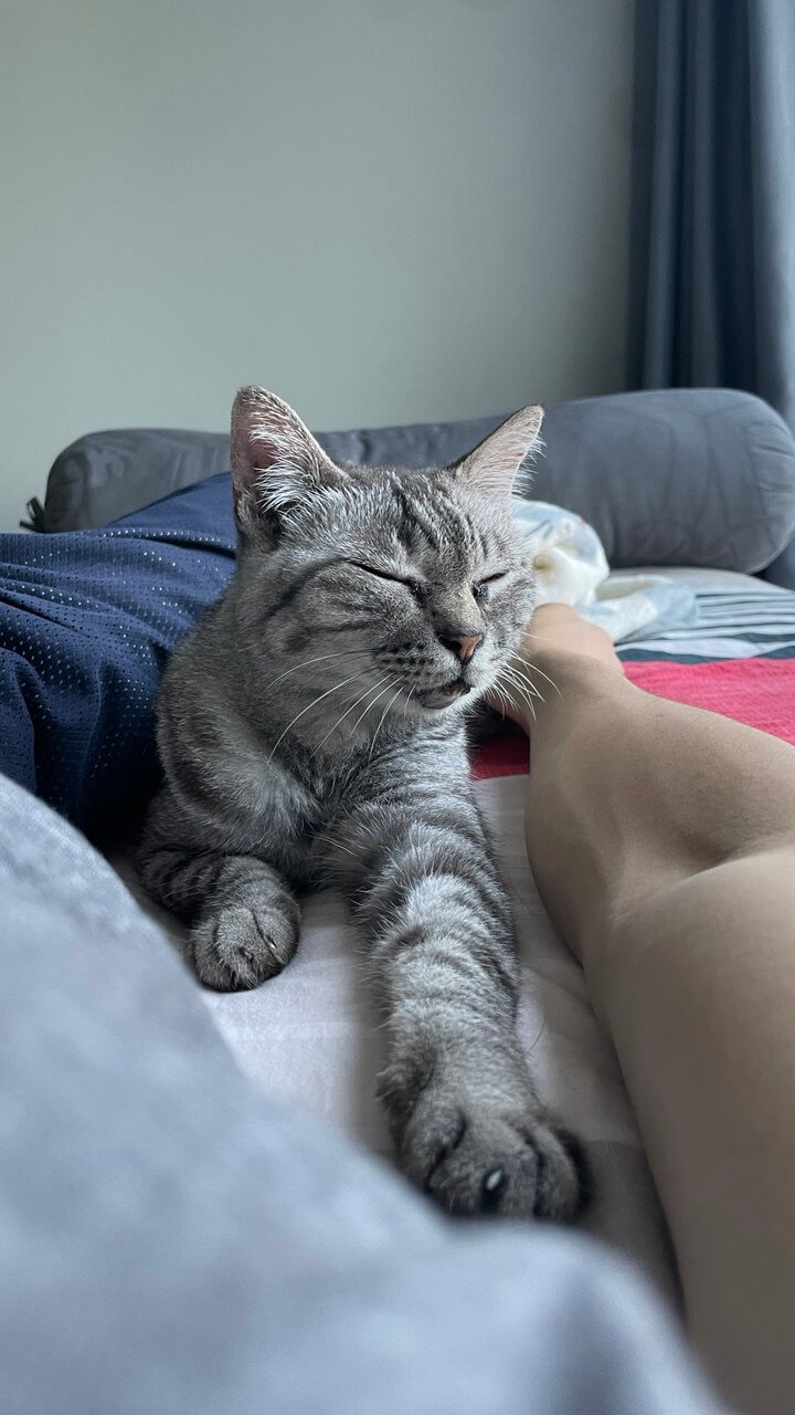 Grey Cat