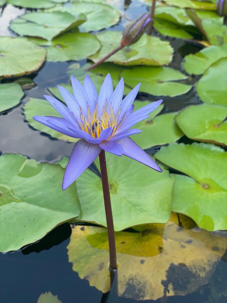 Lotus Flower